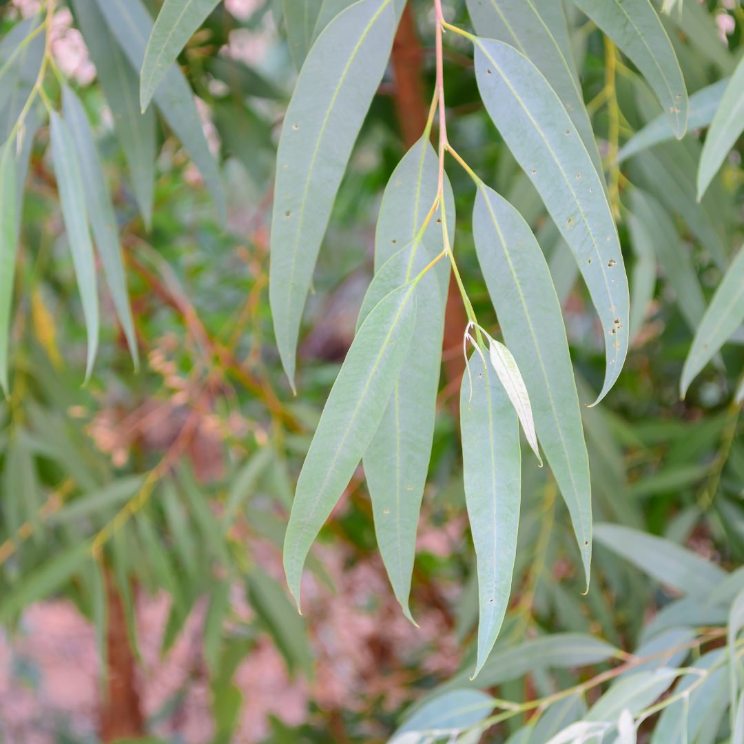 Close-up of slender, elongated green eucalyptus leaves hanging from branches, with a blurred background of more leaves and foliage.