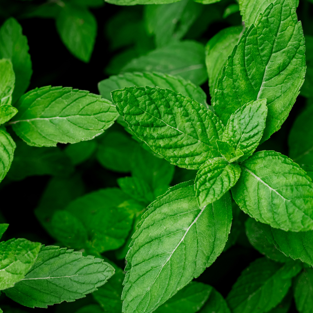 Bright green mint leaves with serrated edges and visible veins, densely clustered together, creating a lush, fresh appearance.