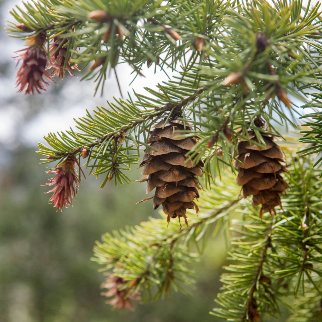 Close-up of green pine tree branches with several brown pine cones hanging, surrounded by out-of-focus foliage in the background. Some new, reddish pine cones are also visible at the tips of the branches.