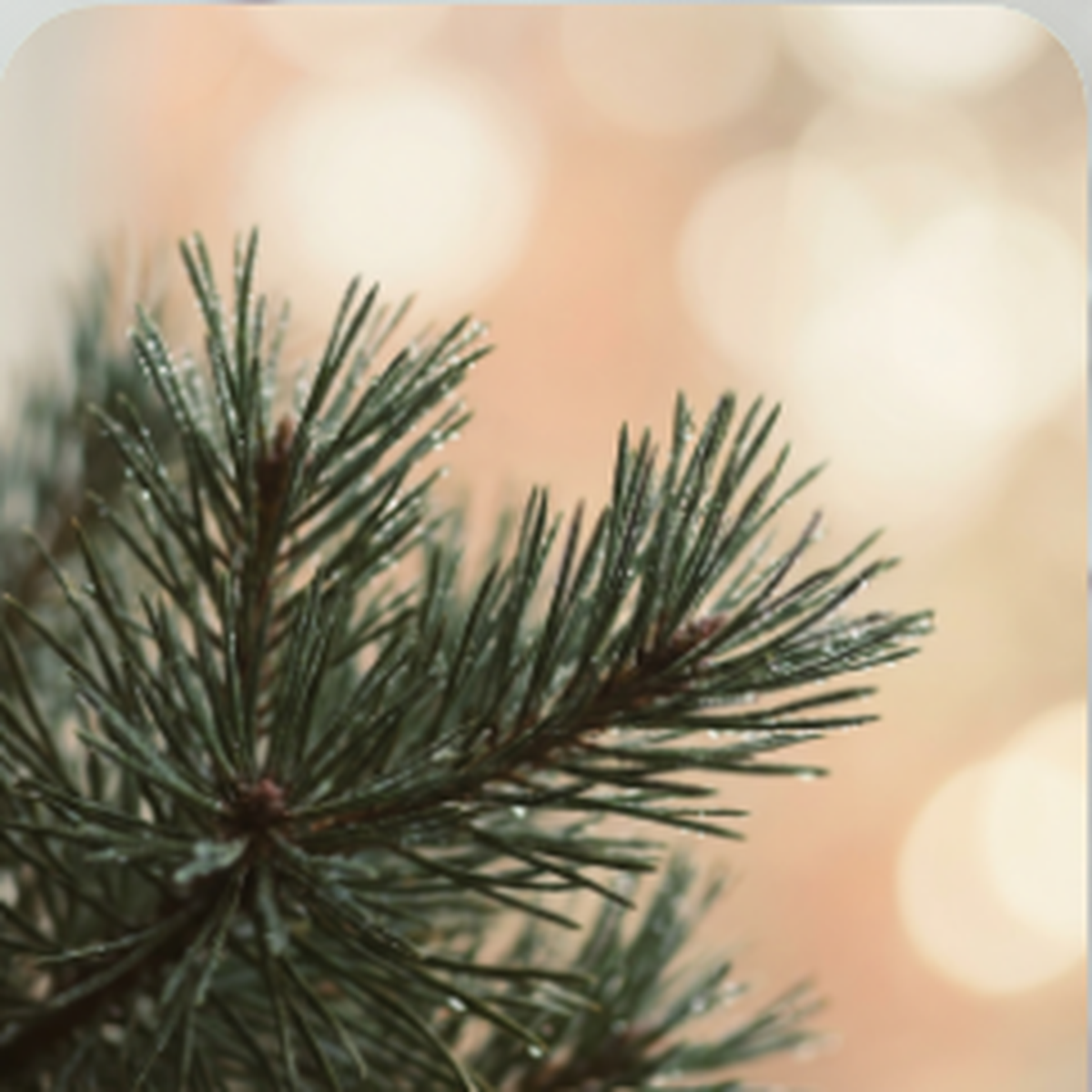 Pine fibre